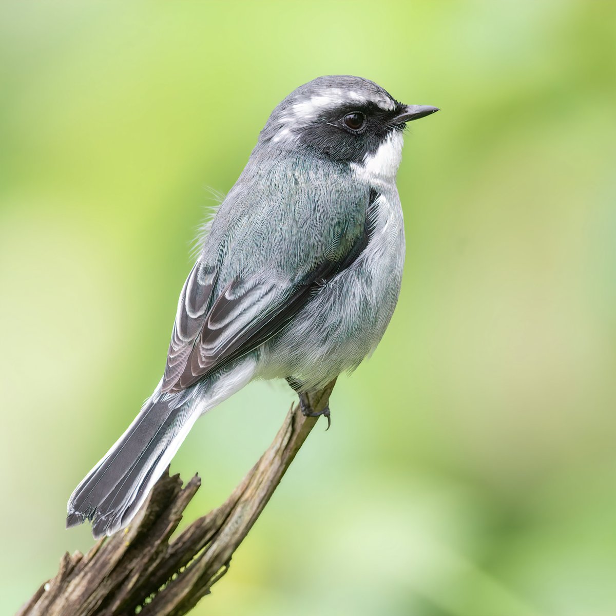 Another beauty on 'Chat' special, The group includes Robins, Rock/Cliff/Bush Chat, Whistling Thrush, Forktails, Wheatears etc. Drop your favorite Chat species. Grey Bush Chat #IndiAves #ThePhotoHour #Chat