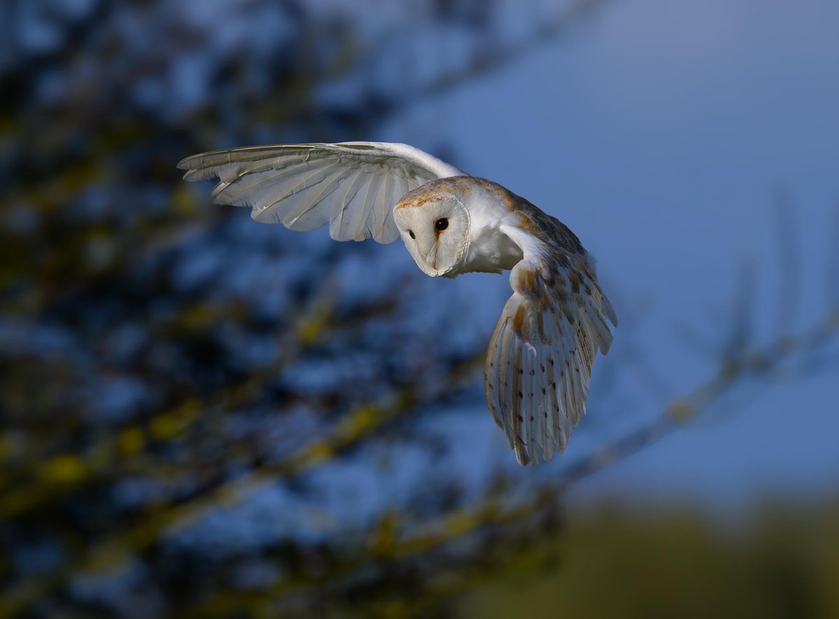 Sky dancing as the sun goes down 🥰 local barn owl @Natures_Voice @_BTO @NENature_ @BBCSpringwatch #NaturePhotograhpy #owls