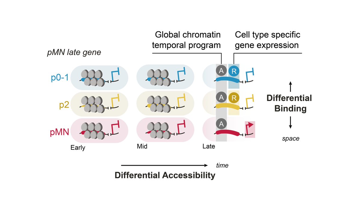 Our latest from @briscoejames lab: How temporal & spatial pattering cues are integrated in the vertebrate neural tube to organise cell type generation during development. biorxiv.org/content/10.110…