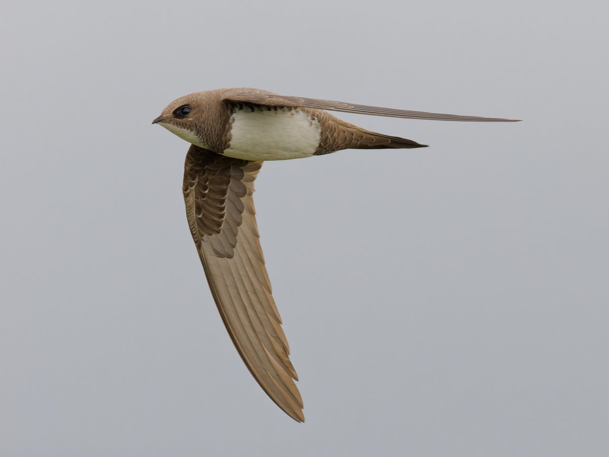 Four sequential shots from a burst of the amazingly showy Alpine Swift at Kenfig Pool. Thanks to @neild1962 for the great find and promptly getting the news out.