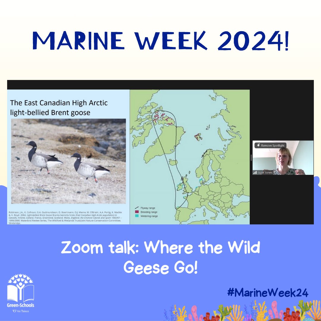 We had some really fantastic talks for Marine Week this week! Many thanks to @izziesci for a fascinating webinar about brent geese (and their poo!) on Tuesday. 🦆 Let us know how your classroom is enjoying the week by using #MarineWeek24! @ezfilmsireland @DeptHousingIRL