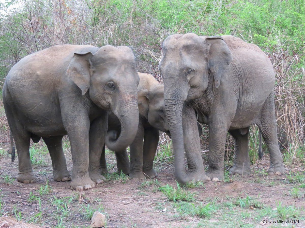 The elephant's temporal lobe - the area of the brain associated with memory - is larger and denser than that of most species including humans. Hence the phrase 'elephants never forget'.