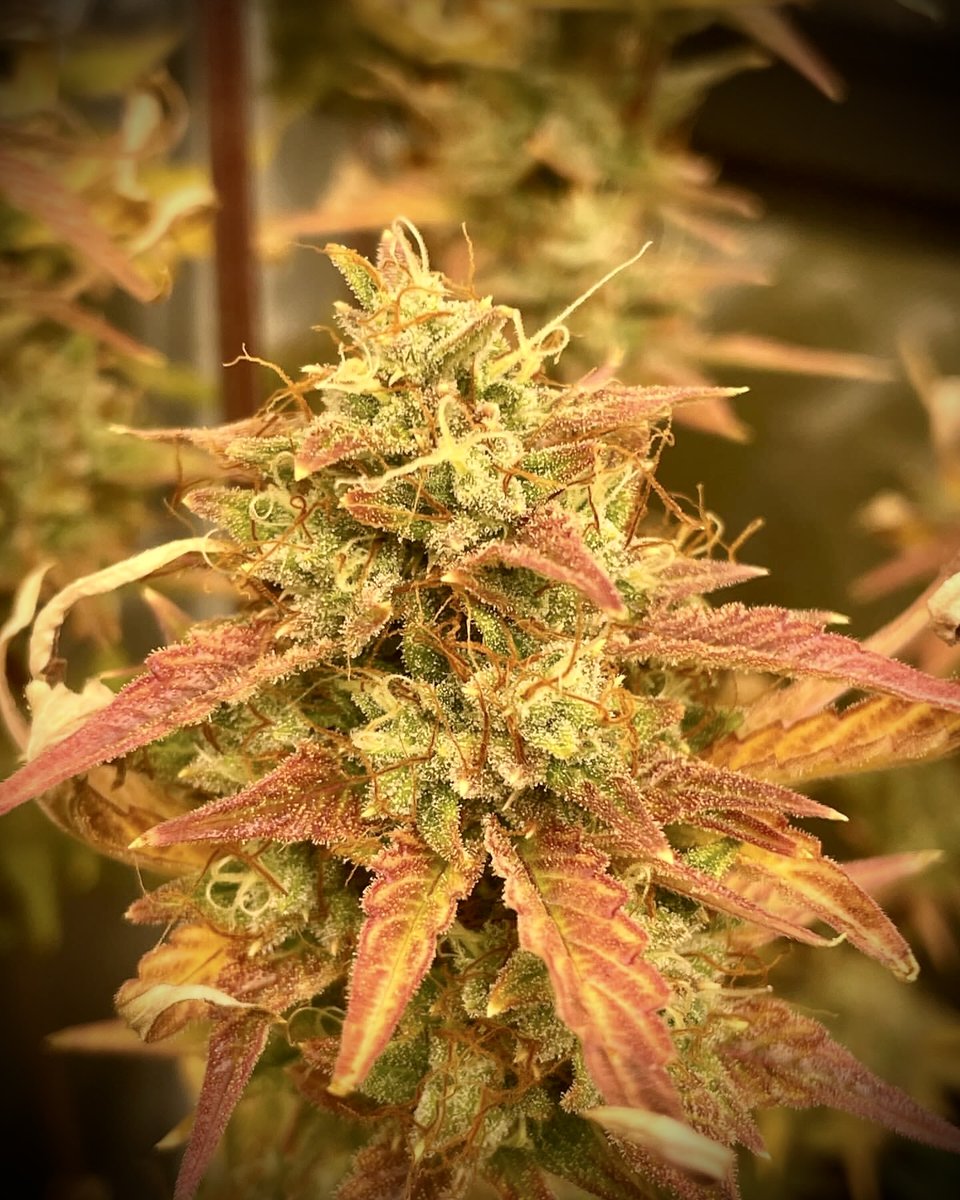 🌸 Ready to unleash the secret weapon for the best plant growth? 🌱 Discover Lotus Nutrients and watch your ladies thrive with our easy-to-use formulas! 🌱 Grown with @lotusnutrients 📸 Grown by @thethraxlab 🪴 Grow with Lotus today: l8r.it/6CWt