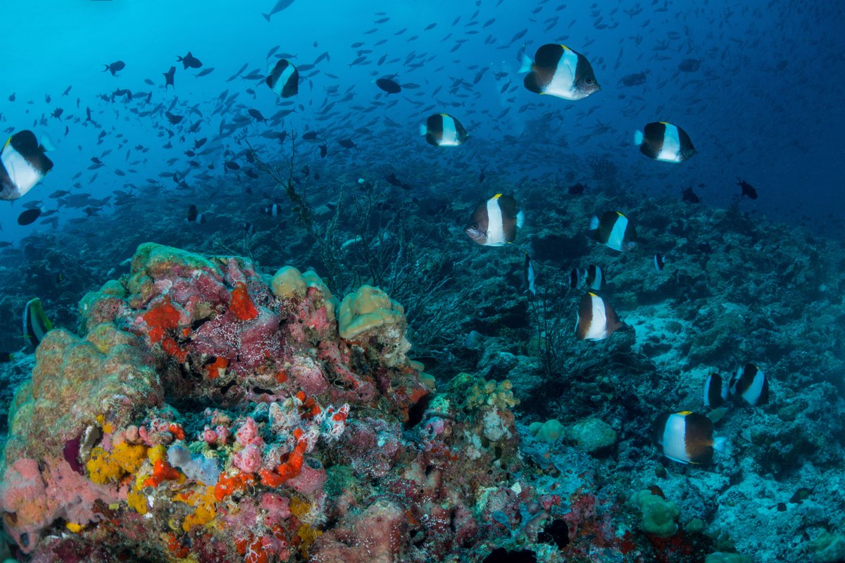Set off on a journey to Milaidhoo's house reef, teeming with diverse aquatic life. Get up close and personal with our underwater neighbours.

 Do you prefer a diving experience or a snorkelling tour?