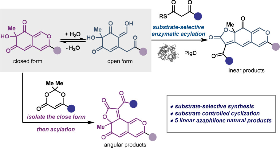 A substrate-selective biocatalytic strategy is used to discriminate between two intermediates in equilibrium, subsequently directing a cyclization step to arrive at tricyclic azaphilone natural products NEW #ASAP by @AlisonNarayanUM & team Read it here: go.acs.org/8YI