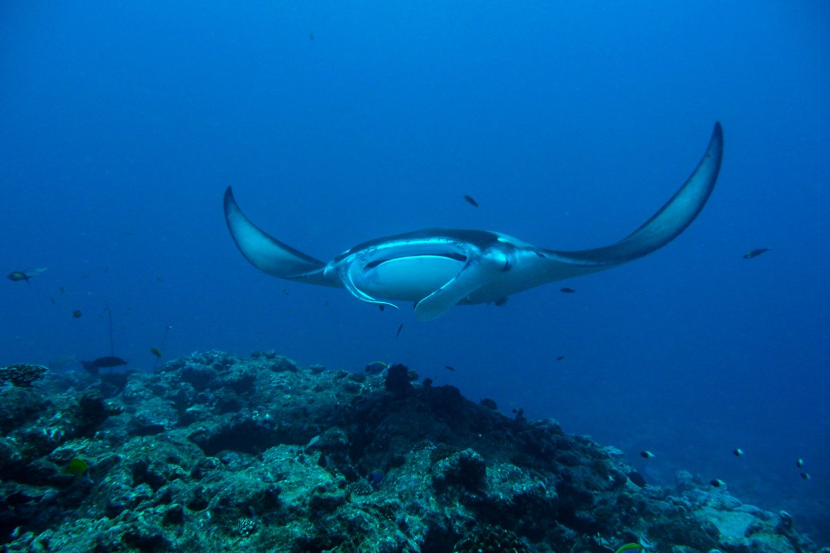 Milaidhoo Maldives tweet media