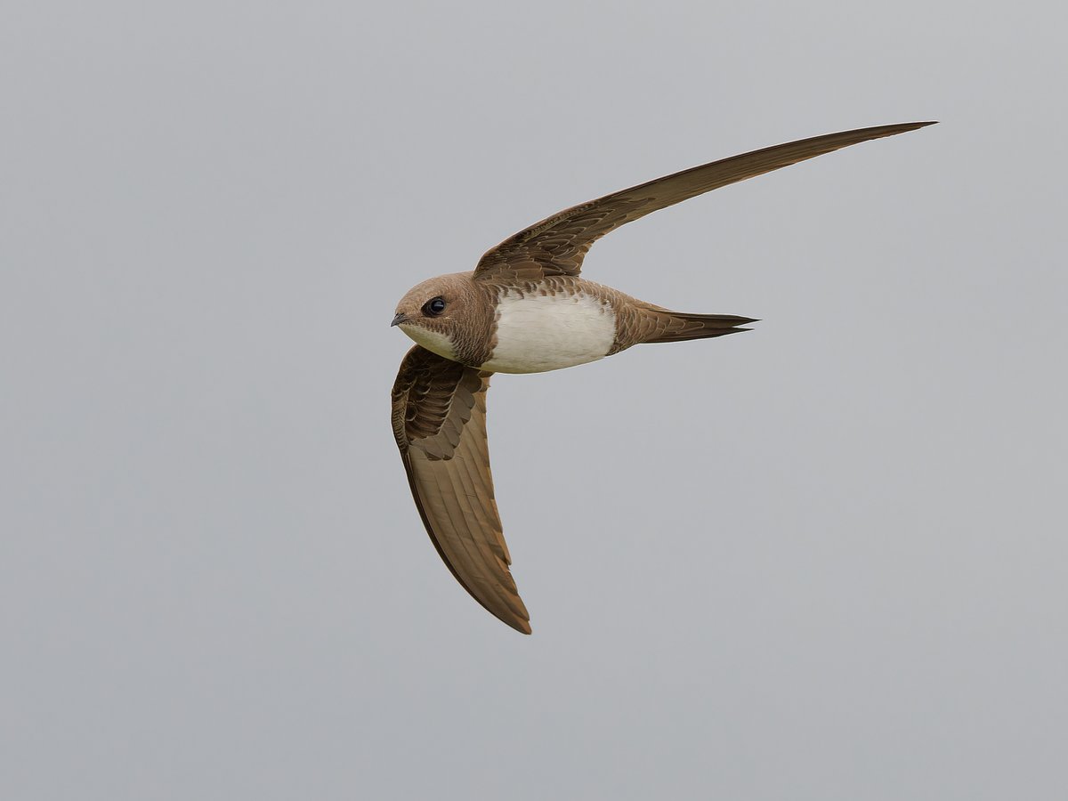 Paul Roberts tweet media