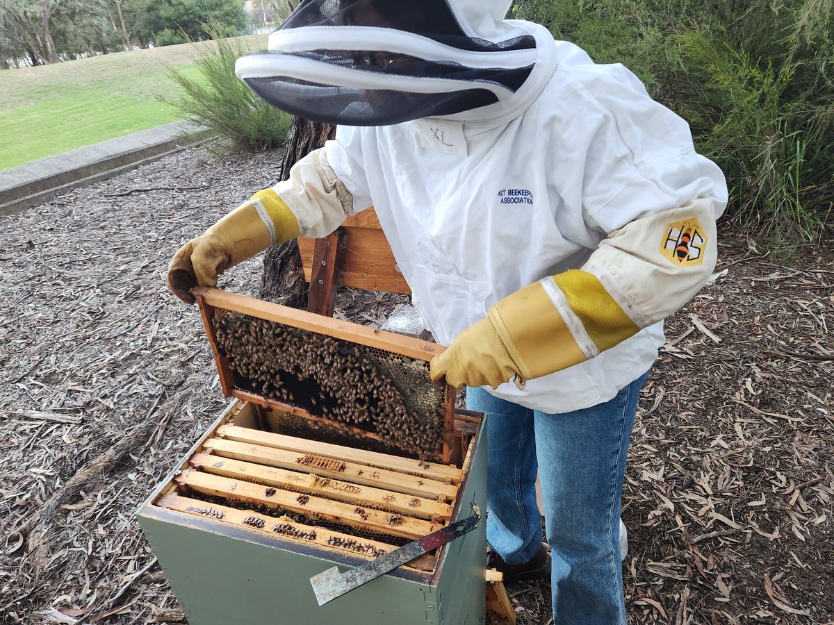 Final winter inspection of the @ParlHouseCBR hives - checking for pests and that they have sufficient stores for winter. With some help from local #beekeepers and @Aurecon engineers! #bees #beekeeping