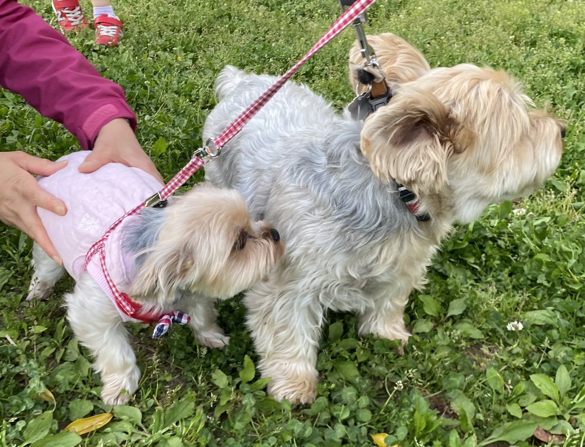 ヨーキーというサイズの安定しない犬種大好き