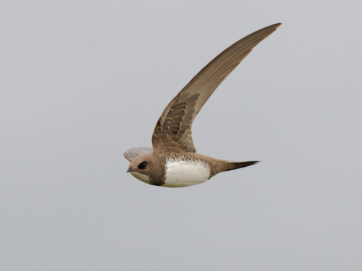 Paul Roberts tweet media