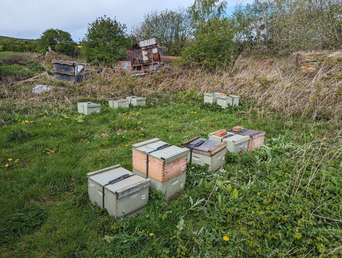 Typical winter sites. Still not moved out to summer sites. Most are being fed. Just gone through the smaller site most have had a second brood with 8 frames and a feeder. Decent brood but naff all good coming in. Look at the lack of flight. 1pm today overcast and 100deg.😭🤷‍♂️🤦‍♂️