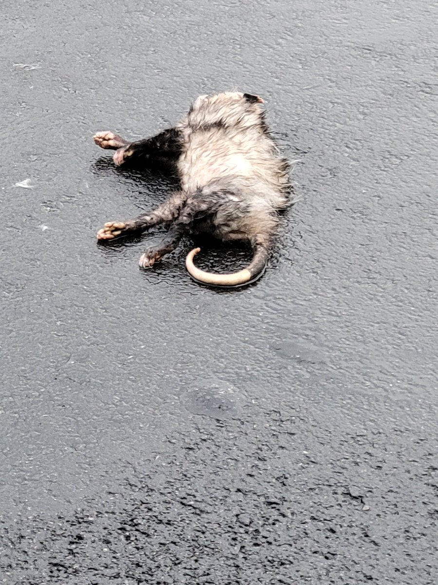 TerryRoss01's tweet photo. @ATL311 dead possum in road @ 1050 RDA https://t.co/qckYI2IL32