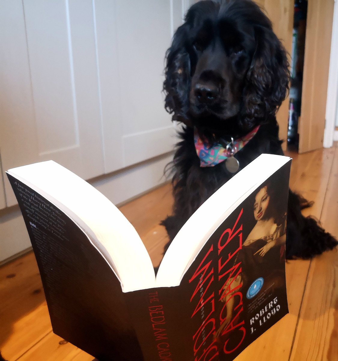 Picture of a cute dog actually reading The Bedlam Cadaver, or cynical marketing strategy? You decide! By the way, it's the last day of the Barnes & Noble 25% off pre-orders offer, available here. barnesandnoble.com/w/the-bedlam-c…
