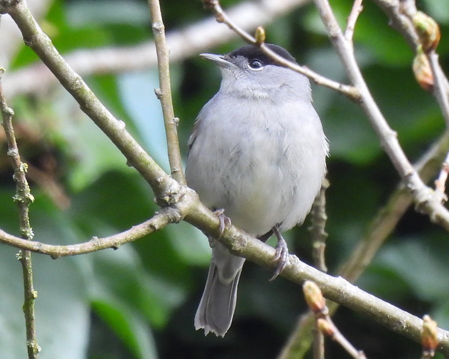 Chiffchaff, Cetti's Warbler, Blackcap -am- @RSPBSaltholme @teesbirds1