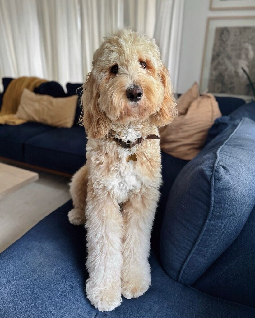 We made it to Friday! Photo from @brooksnotbrook • 'happy friday!! ☁️☕️🎧🪩 what’re everyone’s plans for this weekend?' • • • • #doodles #doodlesofinstagram #goldendoodle #goldendoodlesofinstagram #puppy #cutepuppy #puppylove #goldenretriever … instagr.am/p/C58TuCHSPqu/