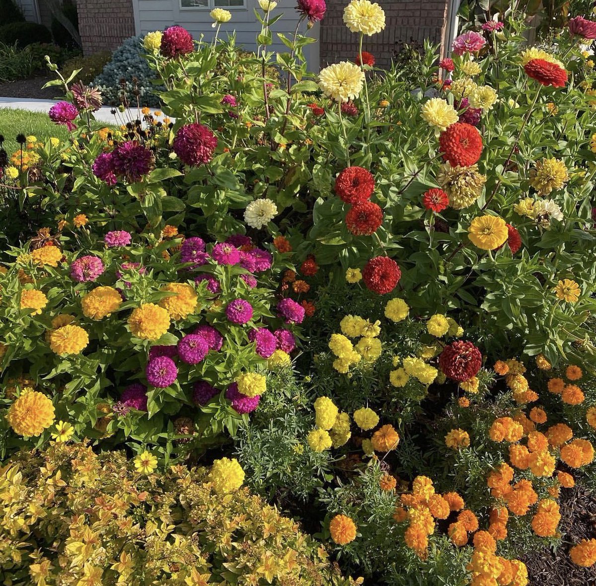 No filter needed for my neighbor's flowers on my morning walk. Dang, she knows how to garden. Are you the envy of your neighborhood? Or are you just learning like me?