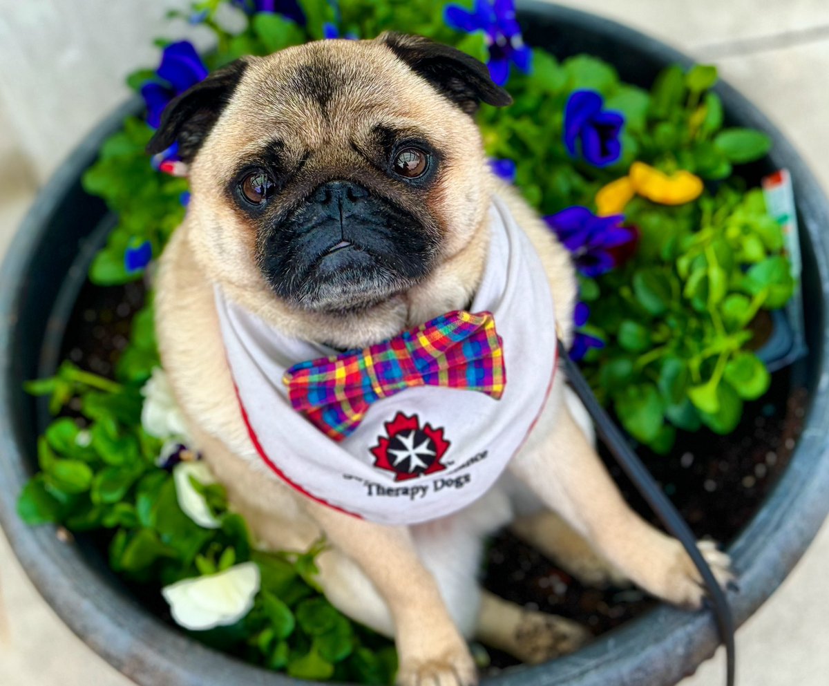 Finally got to go back to #therapydog work after Mom being sick for almost 3 weeks… visited thd nuns💚 #pug #NationalVolunteerMonth #NationalVolunteerWeek #ldnont @LdnTherapyDogs