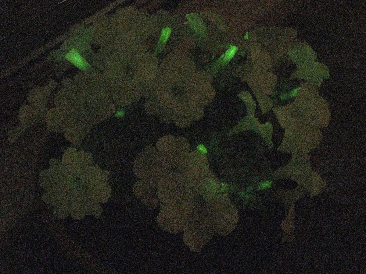 @Ginkgo @light_bio My wonderful bioluminescent Petunias from Light Bio and their scent is also delightful.