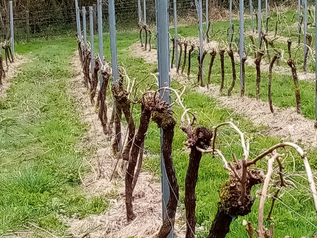 LooeValley's tweet photo. Pinot Noir all taped onto fruiting wires and ready to fire off #budburst @WineGBWest @Wine_GB @VisitLooe https://t.co/TjLF28yfp3