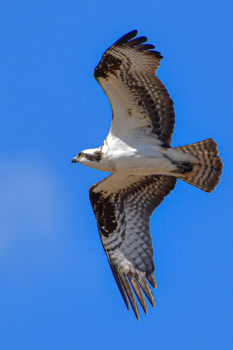 Osprey doing a flyover of its favorite fishing pond. Lots of activity to watch at an osprey nest in the cell tower at a local park. 
#FridayFlyday #DetroitBirdAlly #birds #BirdTwitter #TwitterBirds