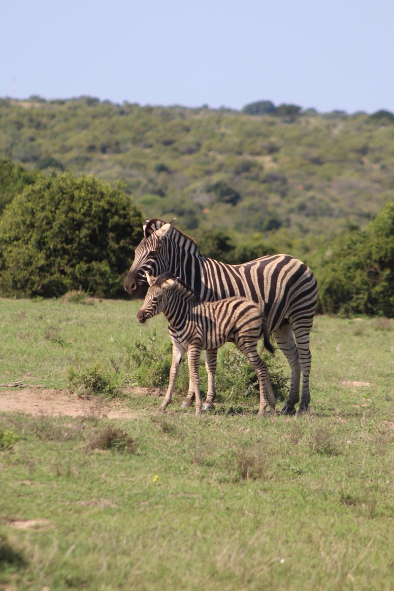 Winter offers some of the most spectacular wildlife viewing experiences in the Eastern Cape. Come explore it this winter with us. #ShareTheBay #ItAllHappensHere