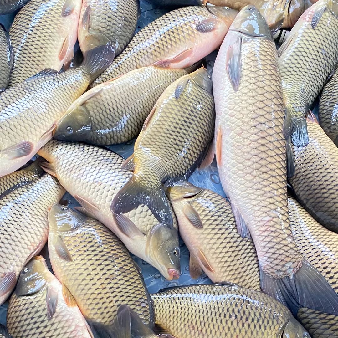 bring luck to everyone......