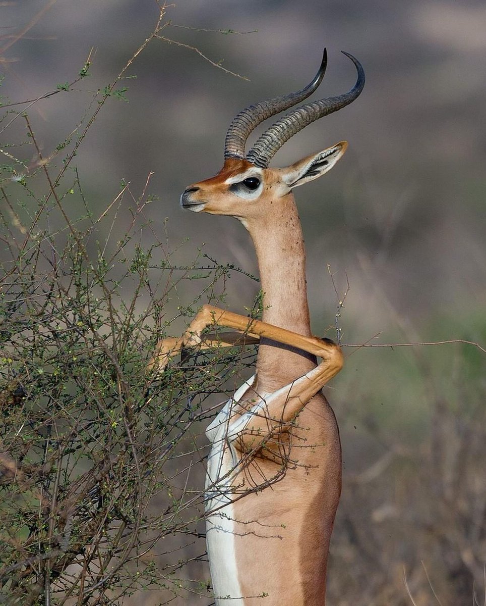Did you know Gerenuks can stand on their hind legs for up to 30 minutes at a time? Their long necks & flexible spines help them reach leaves other herbivores can't!

📷 Mogens Trolle