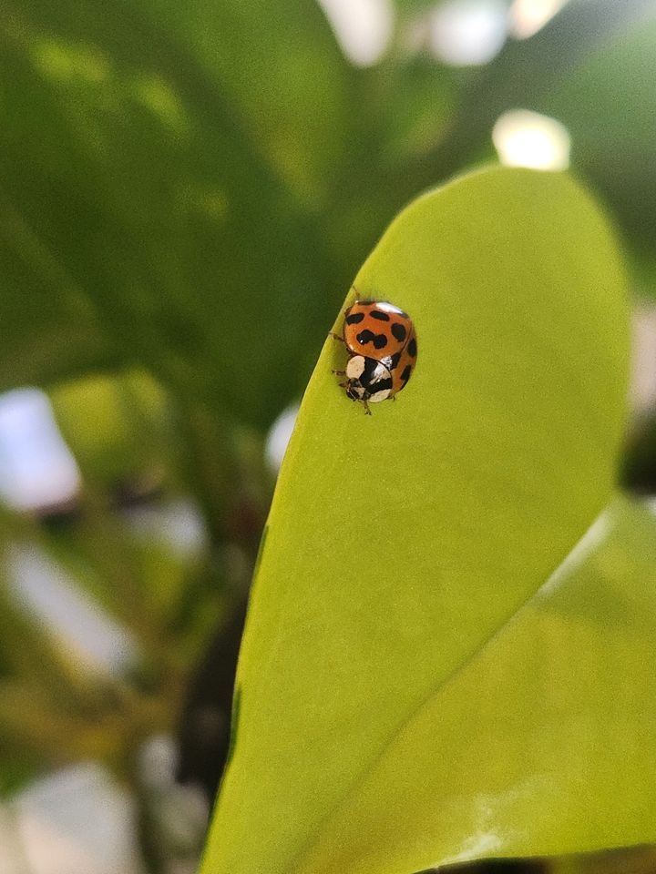 Ladybugs are more than just beetles with extremely good PR. Kids ages 3 - 6 are invited to Norristown Farm Park on April 26 to learn all about these cute little buggers. They'll also go on a hike to try to meet a few up close and do a fun craft. brnw.ch/21wIYIE