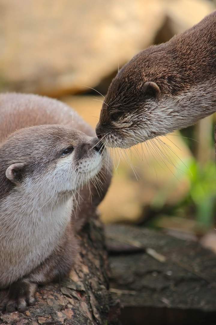 'You ate the last of the fried feesh didn't you?' 'What you going to do about it?'