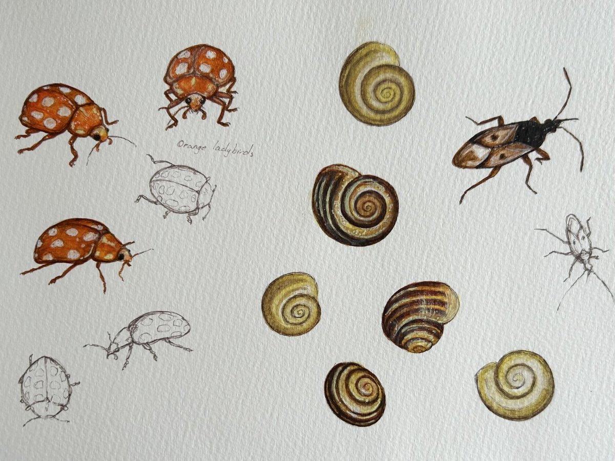 A bit of drawing and sketching. All these creatures have an important part to play in a healthy ecosystem. The snails were hiding from a brief sunny spell. #sketchbook #wildlife #drawing #TwitterNatureCommunity #insects #snails #biodiversity #art