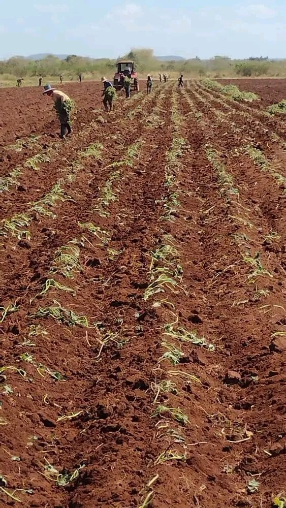 🌽| La Empresa Agropecuaria de Remedios continúa en la siembra de diferentes cultivos como muestra del compromiso con la #SoberaníaAlimentaria

«Por #NuestroRemedios, TODO»

#YoRindoCuenta