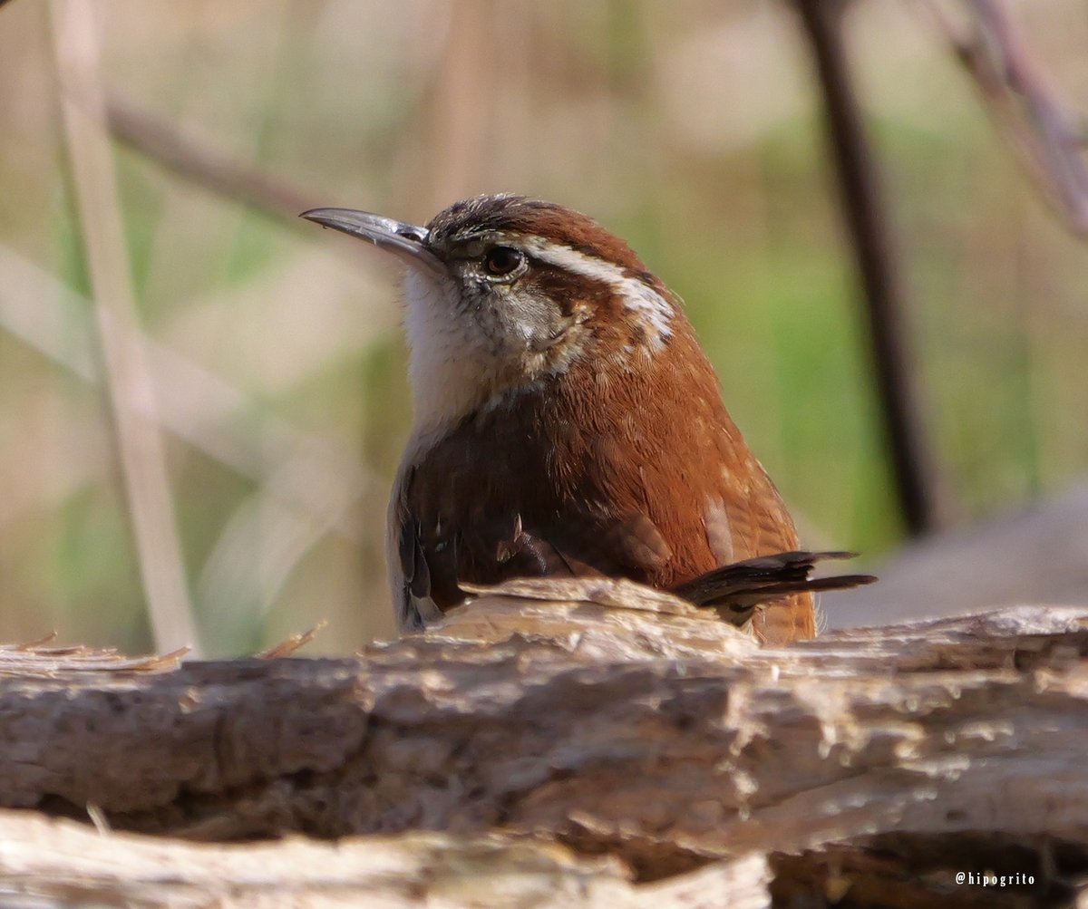 A Carolina Wren Northport, Long Island, NY #birds #birding #birdphotography