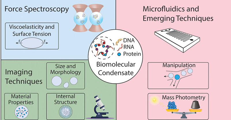 An extensive review by @LabRadenovic and @Wayne_YangWW on the different categories of label-free tools to study #biomolecularcondensates, emerging technologies, and their application in diagnostics and therapeutics. Read the full text here 👉 go.acs.org/8YJ