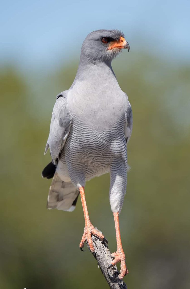 Pale Chanting Goshawk.