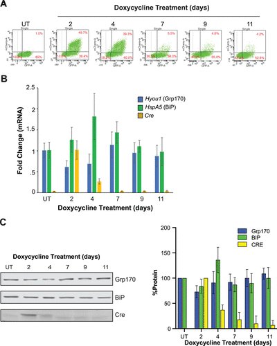 FROM MBoC Newly published work from the Buck and Hendershot groups defines an essential role for GRP170, an endoplasmic reticulum associated molecular chaperone, in cellular homeostasis. molbiolcell.org/doi/10.1091/mb…