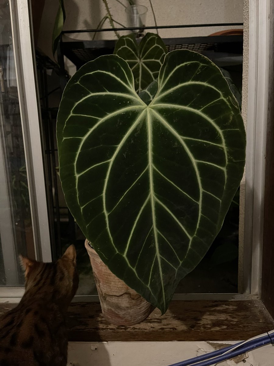 Anthurium Besseae aff.
随分前にオクでこの方◎__◎;)から迎えた株w