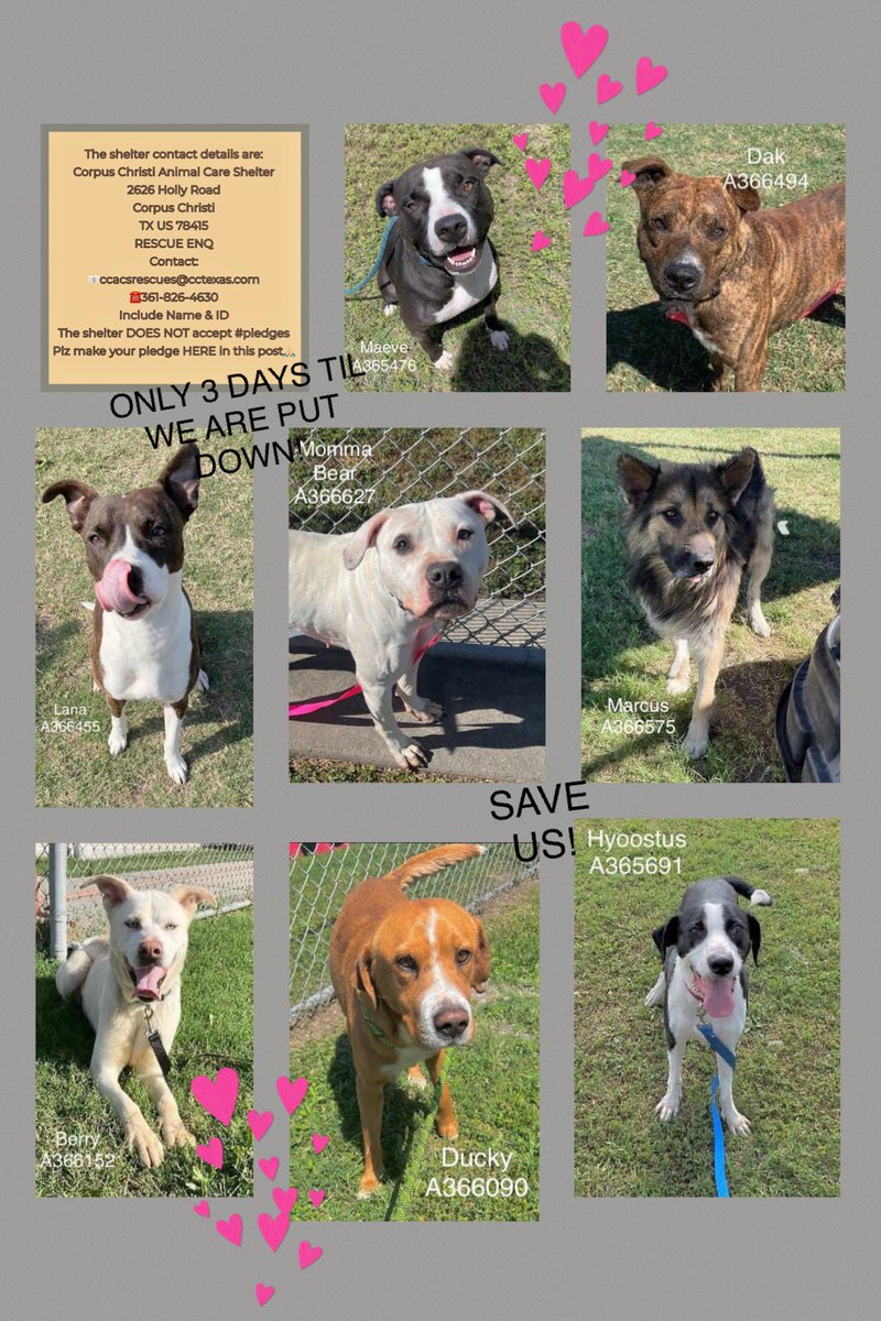 ⏰ is ticking‼️
8 🐕🐕 2 be unnecessarily killed Monday 4/22 by Corpus Christi ACS‼️
MAEVE #A365476
DAK #A366494
LANA #A366455
MOMMA BEAR #A366627
MARCUS #A366575
BERRY #A366152
DUCKY #A366090
HYOOSTUS #A365691
DON’T LET THIS HAPPEN! SAVE THEM‼️
PLEDGE 4 #RESCUE
#FOSTER
#ADOPT