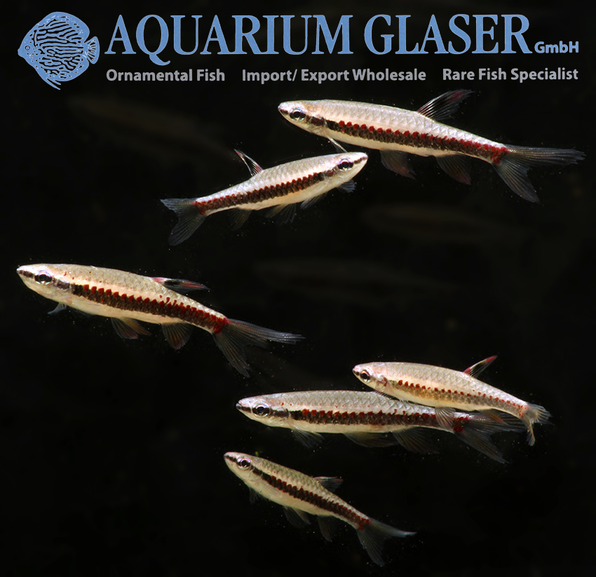 aquariumglaser's tweet photo. #Copella #nattereri
find more details and pics @ https://t.co/kgExUnuDLM https://t.co/6UNP3WBLxh