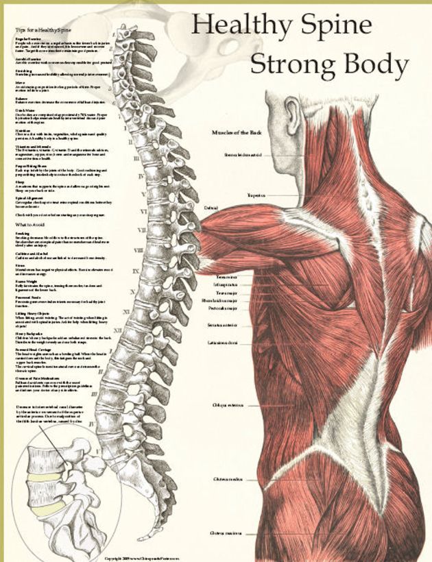 What the fitness industry doesn’t tell you: You don’t have to do tedious rehab routines, use meds, or even surgery to heal your back. What you need is to learn how to segment your spine. Here are 3 simple but potent drills to master your spine and heal your back for good: