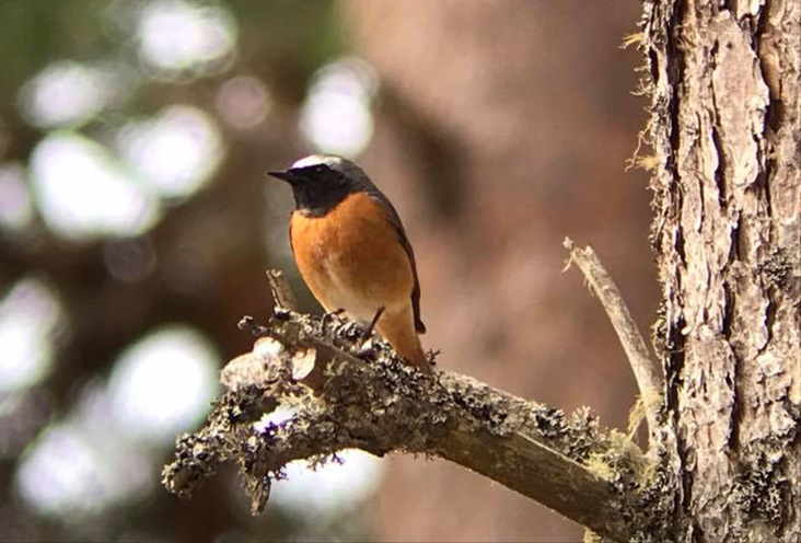 Our remaining Wildlife ID Courses for 2024 can be found here bit.ly/SWallcourses Our next masterclass is 'birdsongs & calls' 18-19 May 📸Redstart (Sally Nowell)