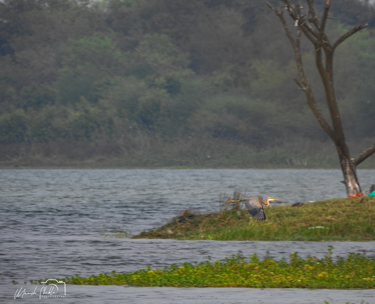 'Purple heron' in flight
@MP_SWA 
@RamsarConv 
@WetlandsInt 
@WetlandsAfrica 
@MPTourism 
@mptfs @
@MPSTDCofficial 
#BirdsSeenIn2024 
@Abhikhandekar1 
@ThakkarLokendra @jaya2004khare