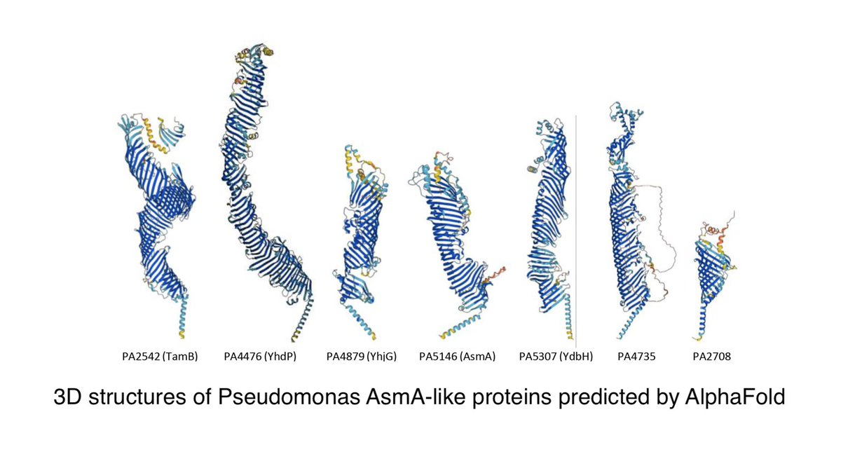 New work from the Imperi group #Roma3 study phospholipid traffic in Pseudomonas. Four out of the seven AsmA homologs (tamB, yhdP, ydbH, PA4735) are redundantly essential (at least one is required). There is rescue by lower LPS delivery, showing balance between the 2 OM leaflets.