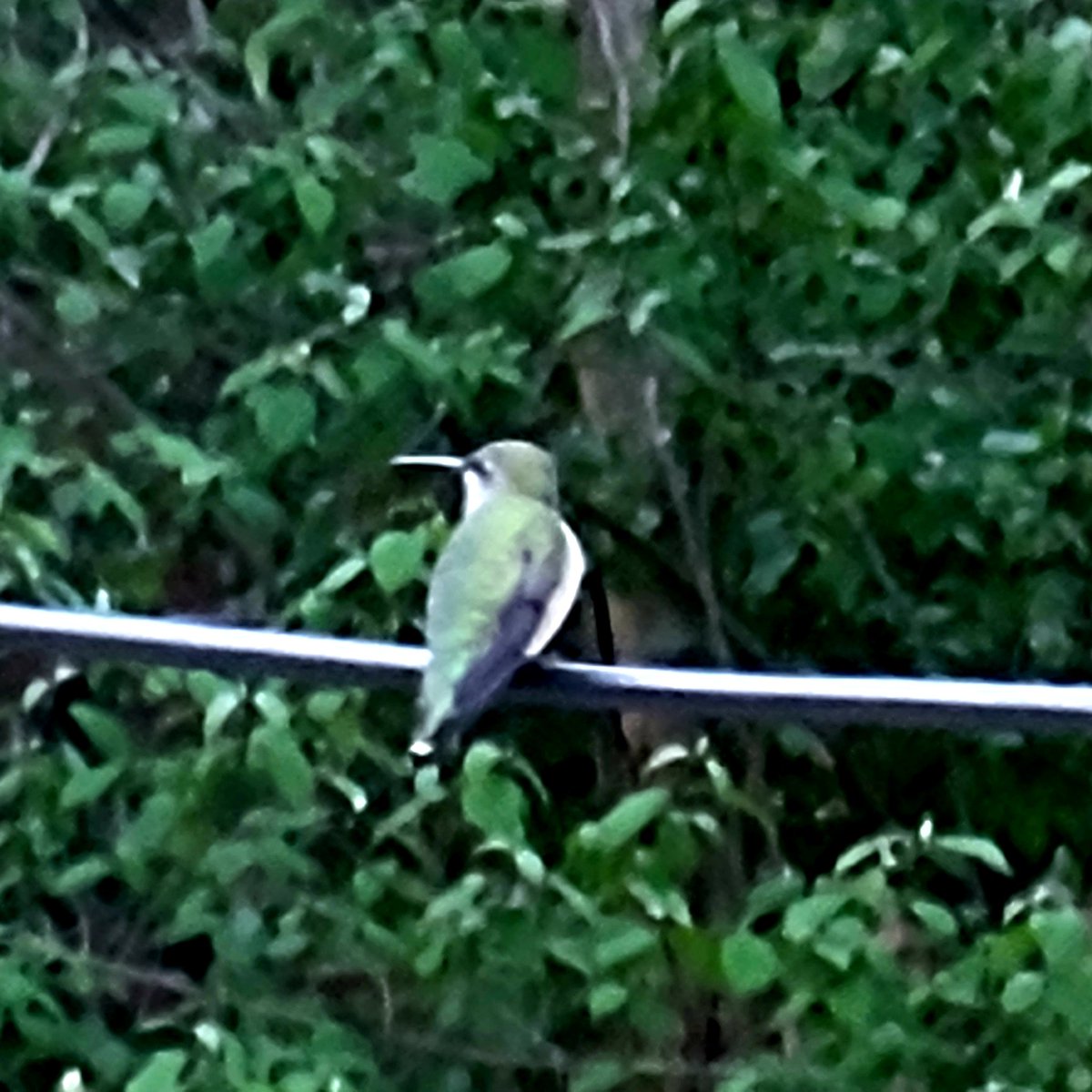 Spotted!
Hummingbirds are back!
Get those feeders up!
#hummingbird 
#springmigration 
#BirdsSeenIn2024