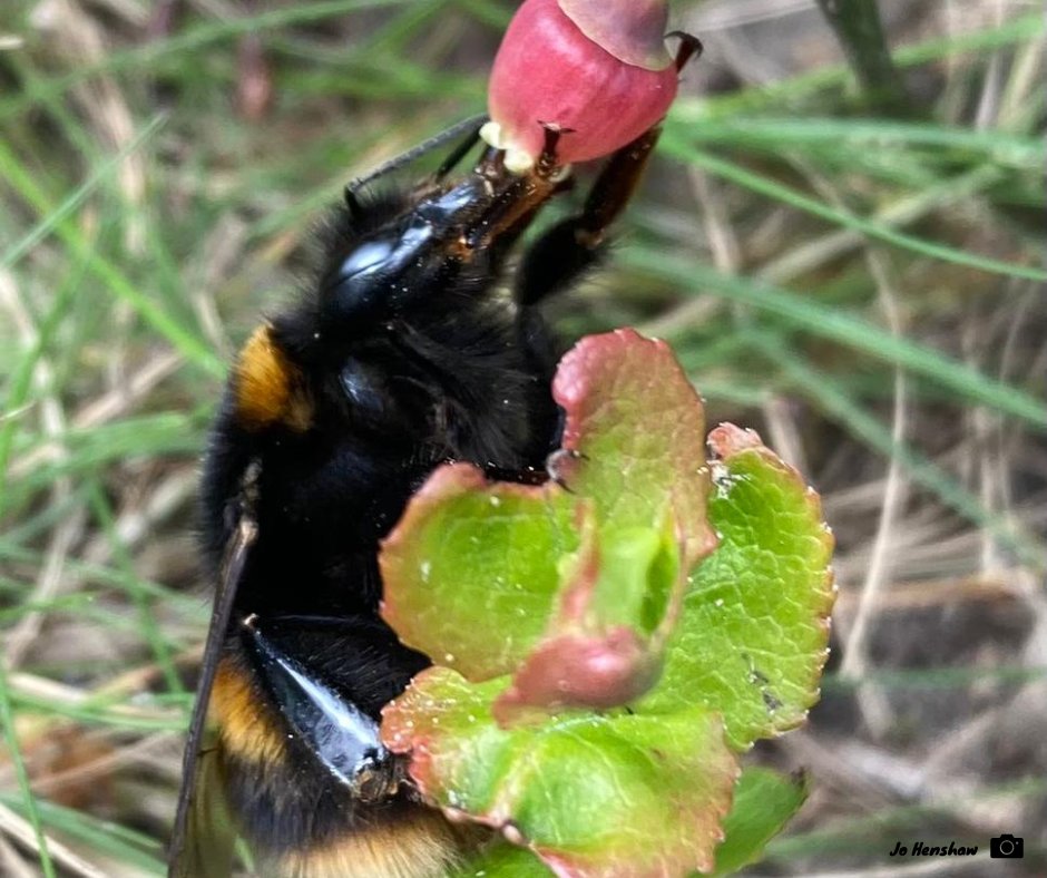 How often do we stop and watch the behaviour of some of our most common wildlife?

Warden Jo spotted this Buff-tailed Bumblebee feeding on Bilberry at Caesar’s Camp in Berkshire recently. It almost looks as though it’s drinking from a cup!

#ThamesBasinHeaths #Spring #Mindfulness