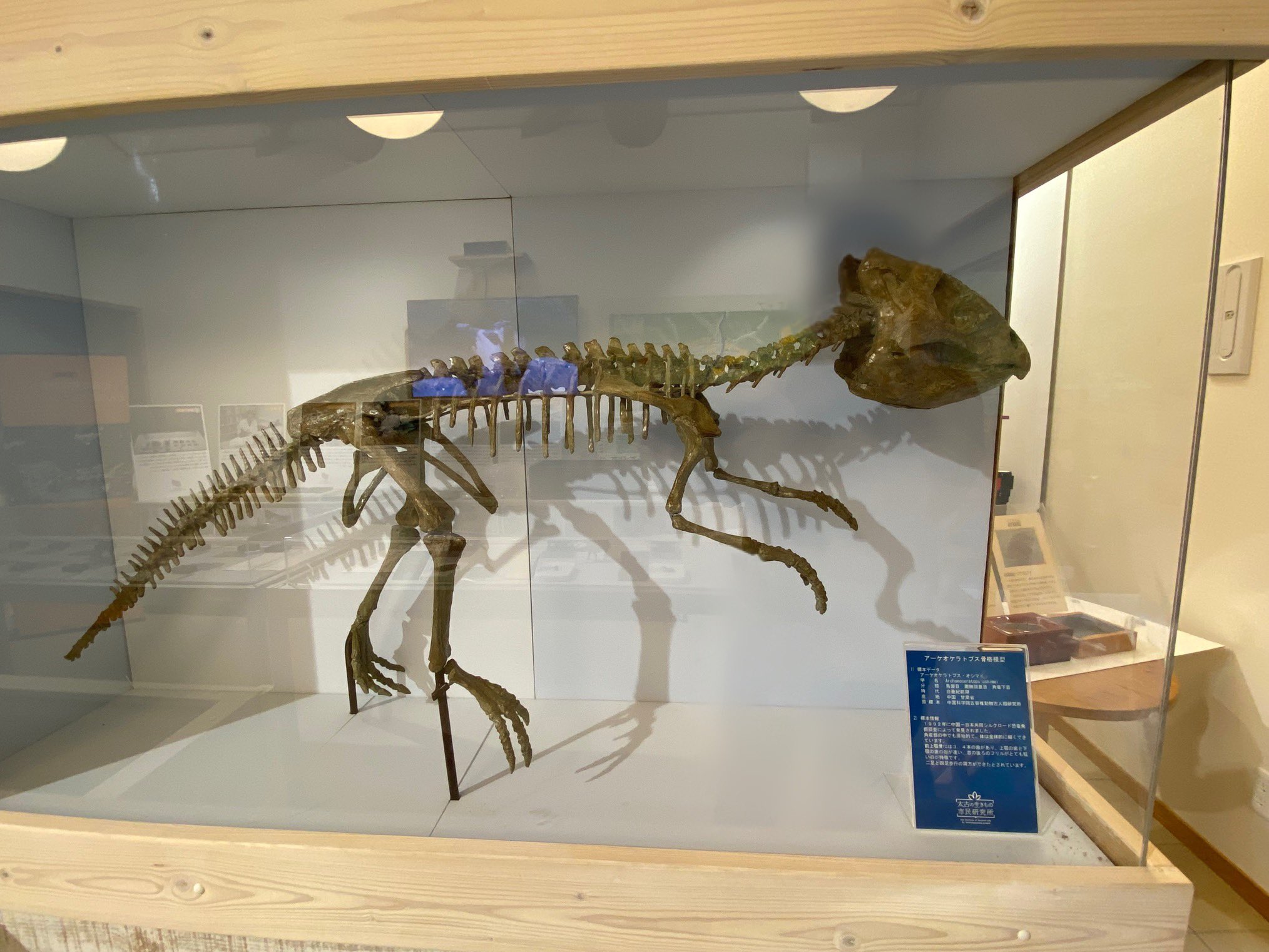 獣脚類2025」14mスピノサウルスを日本初公開＆肉食恐竜の進化史