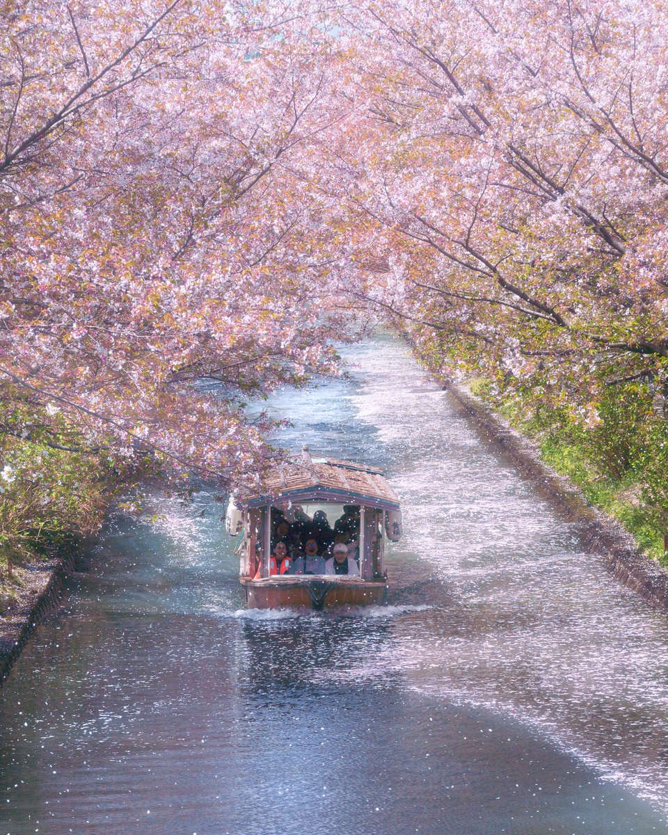 桜吹雪と花筏と十石船が共演した瞬間 #京都よきかな The moment when a cherry blossom blizzard, a carpet of petals on the water, and a traditional boat come together in perfect unison.