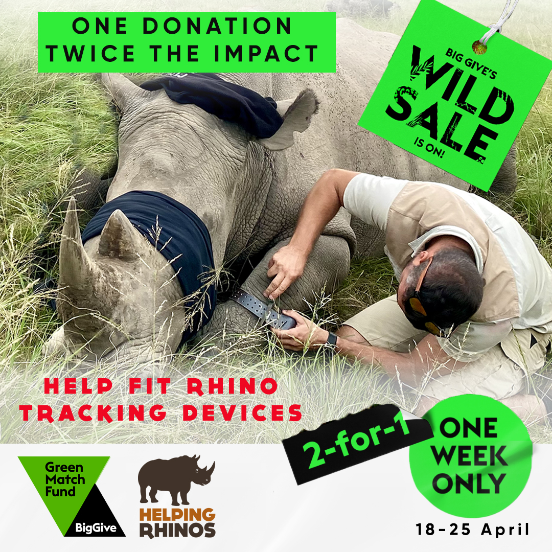We're almost half way through the @BigGive Green Match Fund so there's just a few days left to have your donation MATCHED and DOUBLED! ⏳
Donate via the link below to help us fit state of the art tracking collars and have double the impact for #rhino 
➡ bit.ly/hrbiggive2024