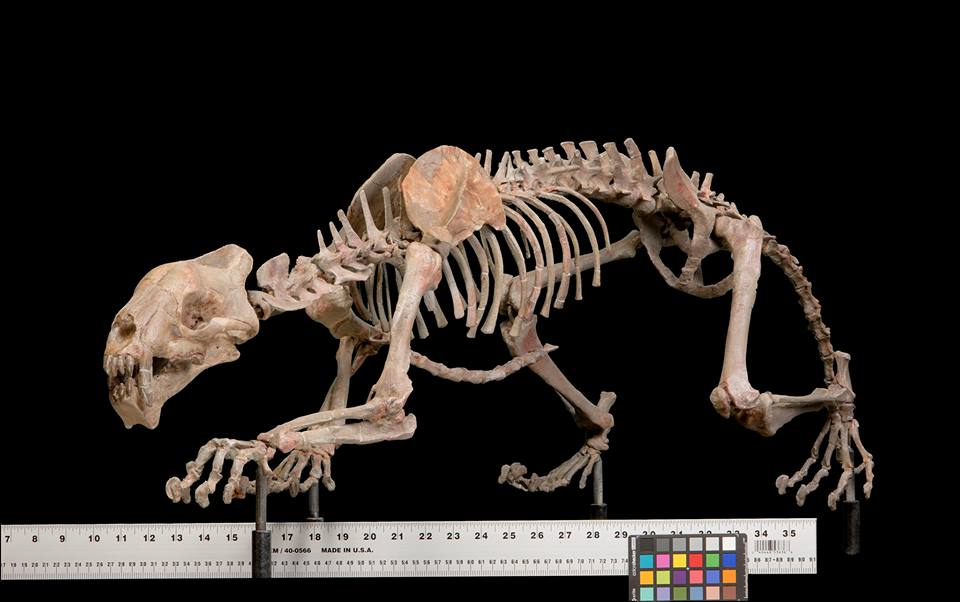 #FossilFriday #FossilAtoZ The pseudocat Hoplophoneus, infamous from the old @SVP_vertpaleo auctions. Mount @NMNH