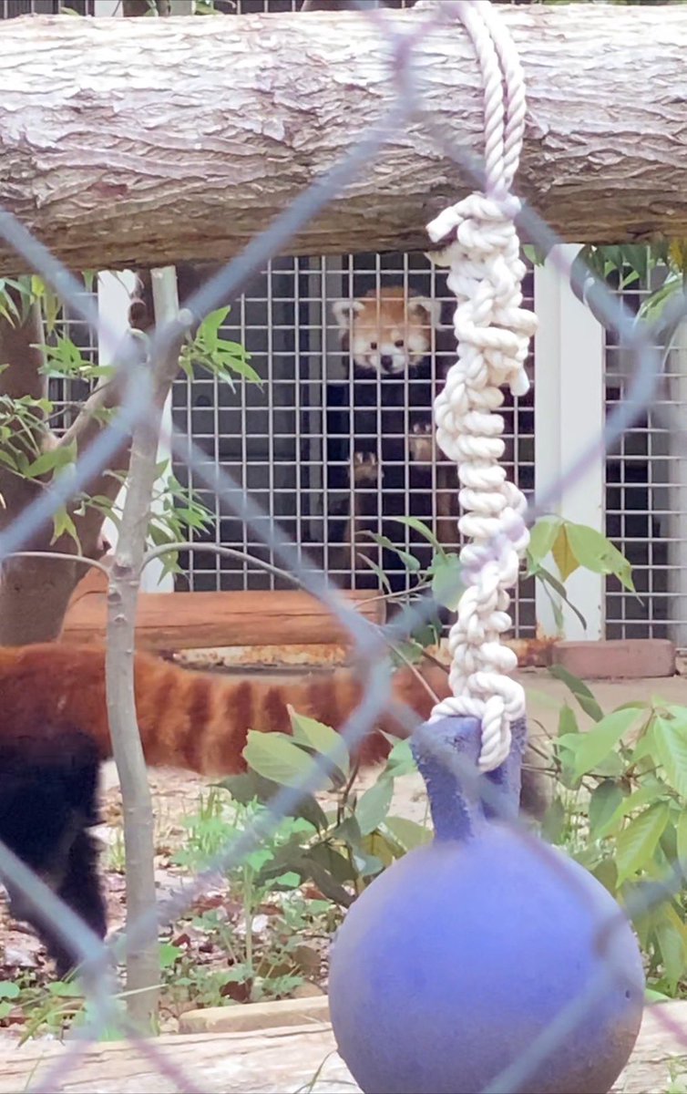 昨日の羽村市動物公園で1番好きな写真はコレw

ソラちゃん😁

#レッサーパンダ 
#羽村市動物公園 
#ソラ