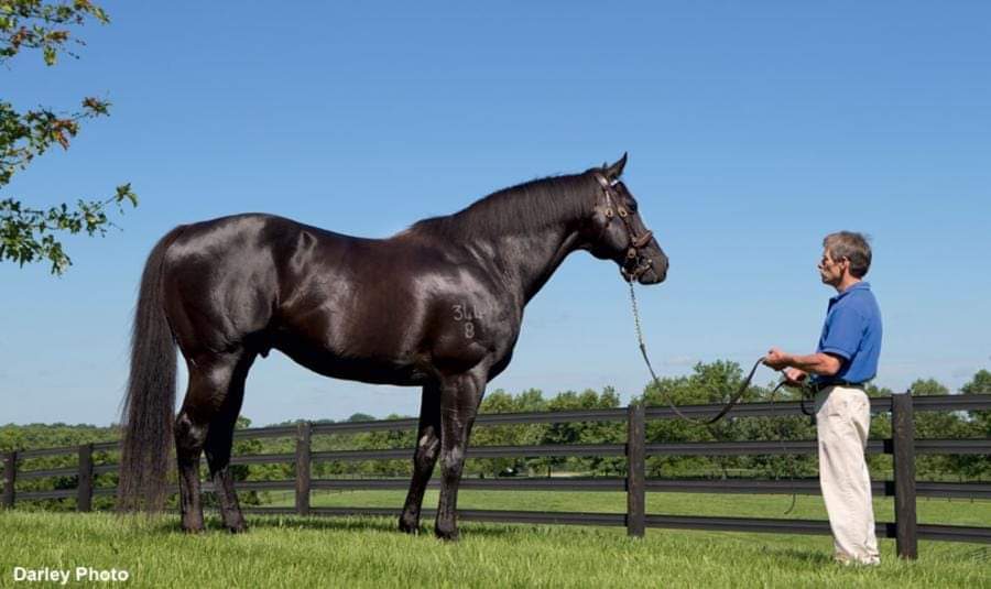 LONHRO 🇦🇺1998 (OCTAGONAL-SHADEA BY STRAIGHT STRIKE) #Lonhro #TheBlackFlash
1998-2024